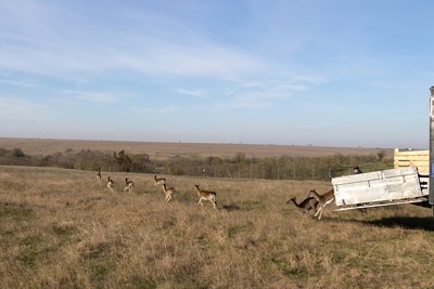 До степу на Одещині завезли ланей та оленів До степу на Одещині завезли ланей та оленів