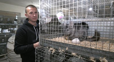 Розведення шиншил, продаж шиншил, догляд за шиншилами, шиншила ціна Розведення шиншил, продаж шиншил, догляд за шиншилами, шиншила ціна