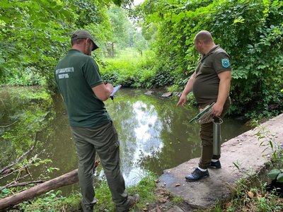 Загинули понад 2500 рибин: в одній з річок Житомирщини екологи зафіксували масовий мор риби Загинули понад 2500 рибин: в одній з річок Житомирщини екологи зафіксували масовий мор риби