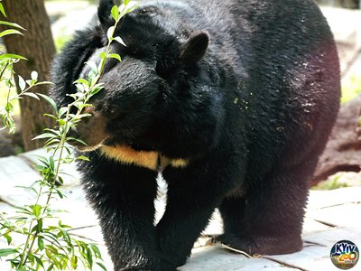 У Київському зоопарку оновили вольєр для ведмедів У Київському зоопарку оновили вольєр для ведмедів