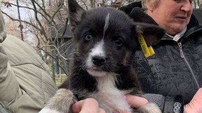 Собака на виставці-прилаштуванні у Миколаєві Собака на виставці-прилаштуванні у Миколаєві