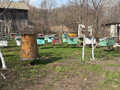 До 30% втрат: як бджоли перезимували на Черкащині До 30% втрат: як бджоли перезимували на Черкащині