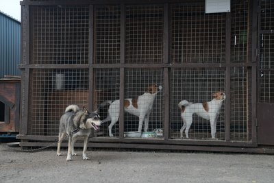 «Відгриз собі хвіст»: як обстріли, КАБи та дронові атаки впливають на психіку собак «Відгриз собі хвіст»: як обстріли, КАБи та дронові атаки впливають на психіку собак