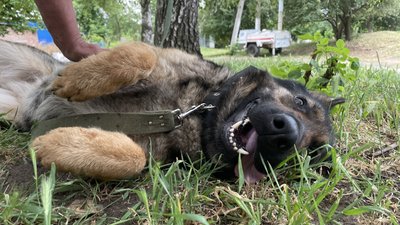 вовчанськ переселенці харківщина вовчанськ переселенці харківщина