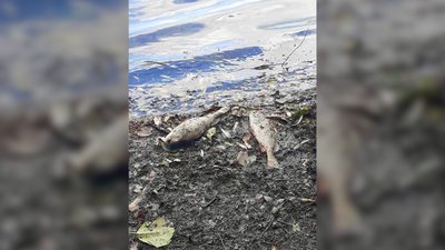 В озері на Чернігівщині екологи зафіксували мор риби: в чому причина В озері на Чернігівщині екологи зафіксували мор риби: в чому причина