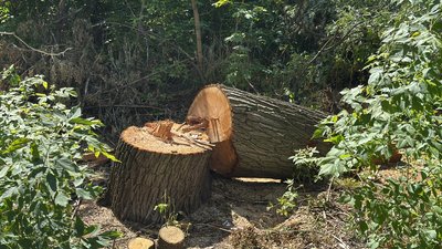 Як у Полтаві розчищають узбережжя Ворскли від аварійних та сухих дерев Як у Полтаві розчищають узбережжя Ворскли від аварійних та сухих дерев