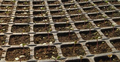 "60+ днів – оптимальний вік розсади": подружжя з Хмельниччини вирощують у теплицях понад 60 сортів овочів та квітів "60+ днів – оптимальний вік розсади": подружжя з Хмельниччини вирощують у теплицях понад 60 сортів овочів та квітів