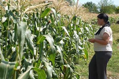 Родина з Березівки вирощує солодку кукурудзу Родина з Березівки вирощує солодку кукурудзу