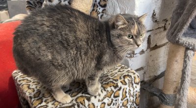"Вони кричать, коли замерзають": як зооволонтери рятують котів від холоду на Рівненщині "Вони кричать, коли замерзають": як зооволонтери рятують котів від холоду на Рівненщині