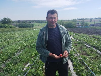Сезон полуниці у Кропивницькому: яка ціна нині і яку прогнозують далі Сезон полуниці у Кропивницькому: яка ціна нині і яку прогнозують далі