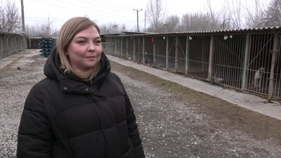 Дві евакуйовані собаки з прифронтових територій живуть в притулку на Рівненщині