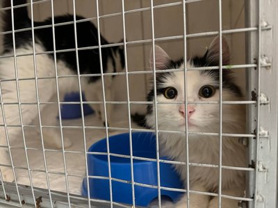 Місяць не могли евакуювати: до Черкас привезли вісьмох котів з Краматорська Місяць не могли евакуювати: до Черкас привезли вісьмох котів з Краматорська
