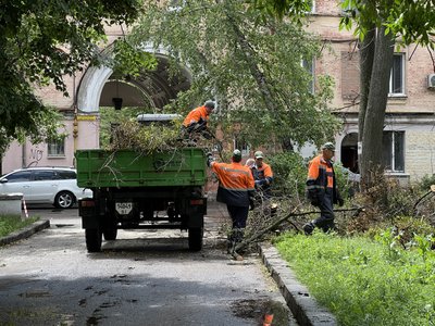 Дерево, яке травмувало дитину у Полтаві, визнали аварійним 5 років тому: чому не спиляли Дерево, яке травмувало дитину у Полтаві, визнали аварійним 5 років тому: чому не спиляли