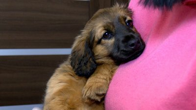 Витягли з водойми: на Вінниччині шукають господарів для врятованого цуценя Витягли з водойми: на Вінниччині шукають господарів для врятованого цуценя