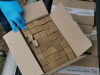 Як вакцинують від сказу лисиць, єнотів та вовків: досвід Полтавщини Як вакцинують від сказу лисиць, єнотів та вовків: досвід Полтавщини