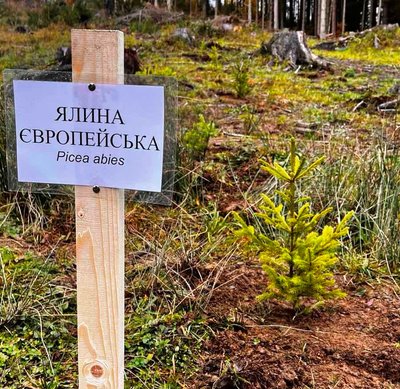 На Закарпатті висадили сіянці дерев на площі 389,4 гектара На Закарпатті висадили сіянці дерев на площі 389,4 гектара