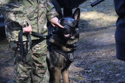 Кінологічний центр Київщини Кінологічний центр Київщини