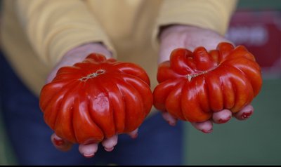 виставка помідорів, тернопіль, ринок виставка помідорів, тернопіль, ринок
