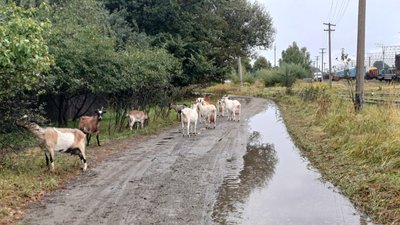 Кози на вулицях Малина на Житомирщині: проблеми з безконтрольним стадом біля вокзалу Кози на вулицях Малина на Житомирщині: проблеми з безконтрольним стадом біля вокзалу