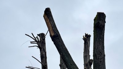 Без гілок, з пошкодженою корою: на території кропивницького ліцею "Сокіл" обрізали липи Без гілок, з пошкодженою корою: на території кропивницького ліцею "Сокіл" обрізали липи
