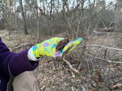 "Прекрасні тварини": 300 кажанів відпустили на волю в Черкасах "Прекрасні тварини": 300 кажанів відпустили на волю в Черкасах