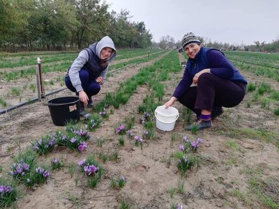 "Найдорожча в світі спеція": переселенець із Каховки вирощує шафран на Черкащині "Найдорожча в світі спеція": переселенець із Каховки вирощує шафран на Черкащині