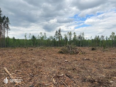 На Волині ДБР викрило схему незаконної вирубки деревини на понад 15 млн грн На Волині ДБР викрило схему незаконної вирубки деревини на понад 15 млн грн