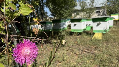 Вулики з бджолами у господарстві бджолярки Тетяни село Високопілля Олександрівська громада Донецька область 20 серпня 2025 рік Вулики з бджолами у господарстві бджолярки Тетяни село Високопілля Олександрівська громада Донецька область 20 серпня 2025 рік