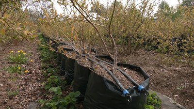 Працював будівельником у Києві, а тепер вирощує лохину на Чернігівщині: як це вдається та які є складнощі Працював будівельником у Києві, а тепер вирощує лохину на Чернігівщині: як це вдається та які є складнощі