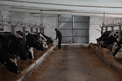 "За день отримуємо близько 4 тонн молока": як працює племінне господарство на Сумщині "За день отримуємо близько 4 тонн молока": як працює племінне господарство на Сумщині