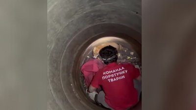 У селі на Черкащині з криниці витягли лисеня: що відомо У селі на Черкащині з криниці витягли лисеня: що відомо