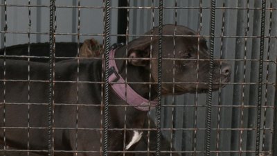 У хмельницькому притулку половина котів з прифронтових територій: тварин евакуюють та шукають їм родини У хмельницькому притулку половина котів з прифронтових територій: тварин евакуюють та шукають їм родини