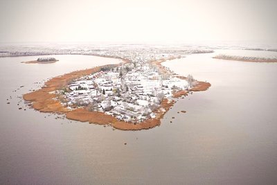 Лебеді взимку Лебеді взимку