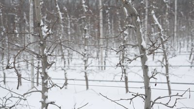 "Морозна погода не заважає, а навіть допомагає": на Вінниччині триває санітарна обрізка яблуневих садів "Морозна погода не заважає, а навіть допомагає": на Вінниччині триває санітарна обрізка яблуневих садів