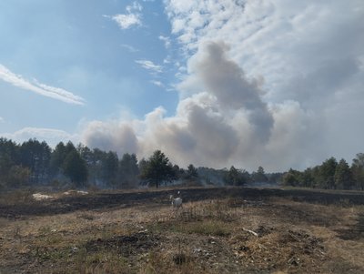 На Полтавщині продовжують гасіння лісових пожеж у кількох громадах На Полтавщині продовжують гасіння лісових пожеж у кількох громадах