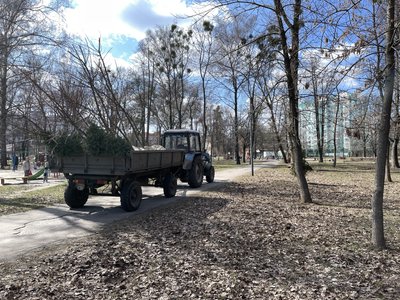 Озеленення Полтави: які дерева та кущі висаджують у місті Озеленення Полтави: які дерева та кущі висаджують у місті