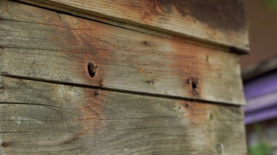 "Відпочиваю душею": як на Рівненщині пасічник готує бджіл до сезону після холодної весни "Відпочиваю душею": як на Рівненщині пасічник готує бджіл до сезону після холодної весни