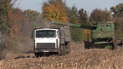 Кукурудза згоріла Кукурудза згоріла