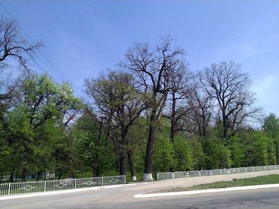 На Вінниччині планують розширити "Турбівський парк" і змінити його статус На Вінниччині планують розширити "Турбівський парк" і змінити його статус