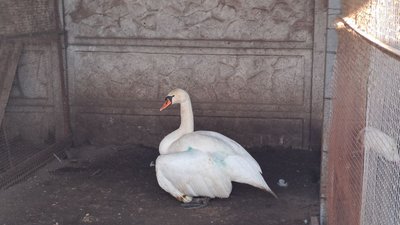врятована лебідка врятована лебідка