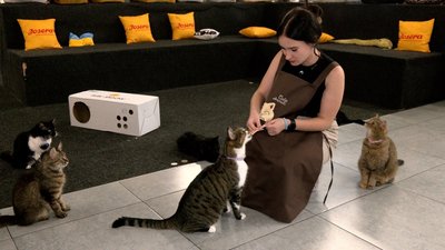 Три роки чекали на дім: двоє котів-друзів із вінницького котопростору їдуть до Відня Три роки чекали на дім: двоє котів-друзів із вінницького котопростору їдуть до Відня