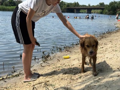 Криворізький Хатіко: на турбазі поблизу міста рудий собака майже тиждень чекає на господарів Криворізький Хатіко: на турбазі поблизу міста рудий собака майже тиждень чекає на господарів