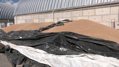 Які ціни на пшеницю: чи продаватимуть волинські аграрії урожай-2026 Які ціни на пшеницю: чи продаватимуть волинські аграрії урожай-2026