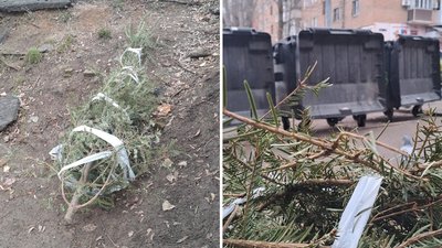У Кропивницькому ялини та сосни після різдвяно-новорічних свят перероблять на дрова У Кропивницькому ялини та сосни після різдвяно-новорічних свят перероблять на дрова