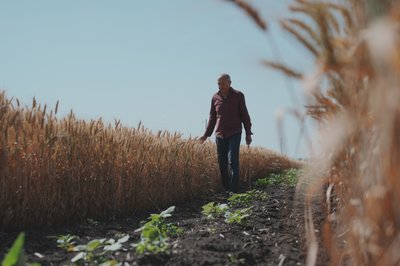 Чоловік йде біля пшеничного поля на Харківщині Чоловік йде біля пшеничного поля на Харківщині