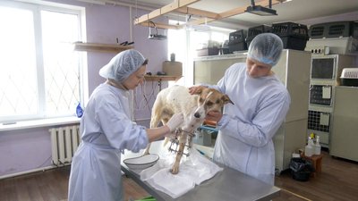 Краматорськ пес Біляш ветлікарі тварини Донецька область 5 лютого 2025 рік Краматорськ пес Біляш ветлікарі тварини Донецька область 5 лютого 2025 рік