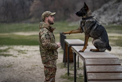 "Вона до кінця думає, що шукає м'ячик": як працює німецька вівчарка Оля разом з кінологом НГУ Романом "Вона до кінця думає, що шукає м'ячик": як працює німецька вівчарка Оля разом з кінологом НГУ Романом