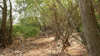 У Чернівецькій області висохле дно Дністра стало берегом і заросло: як це може вплинути на річку У Чернівецькій області висохле дно Дністра стало берегом і заросло: як це може вплинути на річку