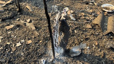 В Ізюмському районі тривають лісові пожежі, Харківська область В Ізюмському районі тривають лісові пожежі, Харківська область