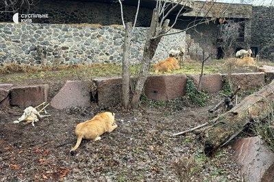 У столичному зоопарку африканські леви відсвяткували своє довголіття — 16 років